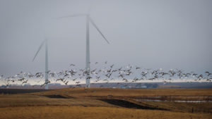wind-turbine-birds