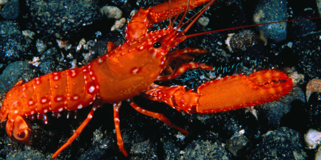 ocean acid lobster