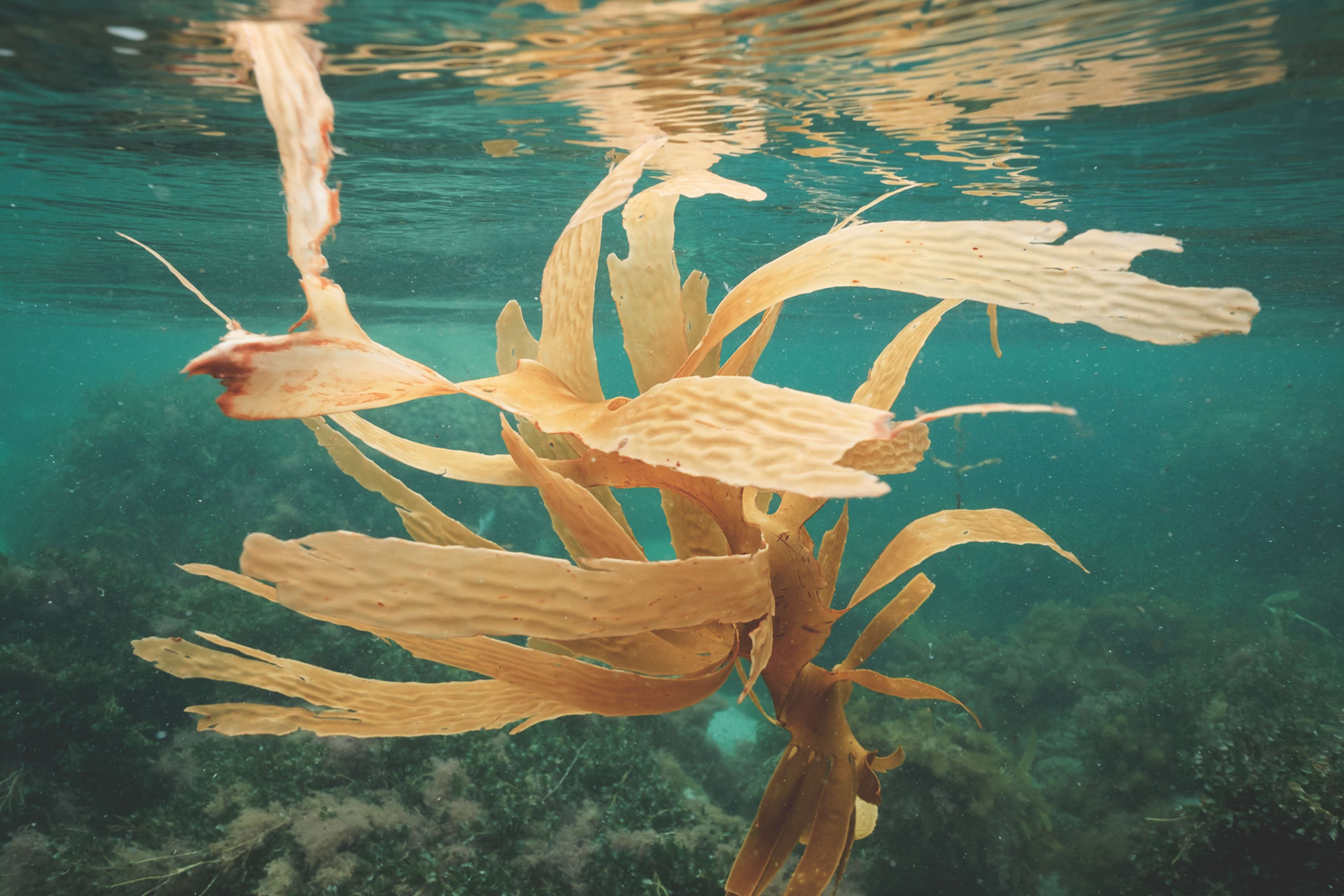 kelp leaves floating