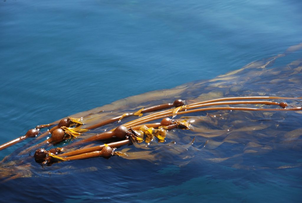 floating kelp