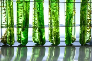 algae in vials representing biofuel feedstocks
